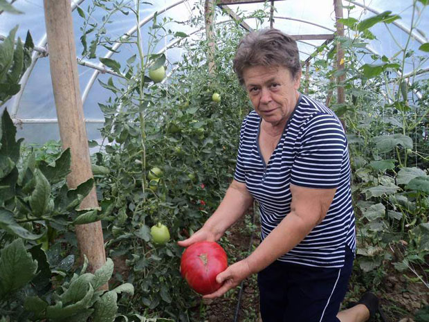 Брана одгајила парадајз тежак килограм
